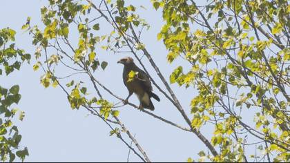Lesser Spotted Eagle