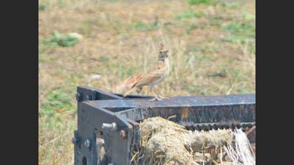 Crested Lark