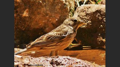Corn Bunting