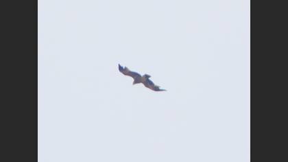 Booted Eagle