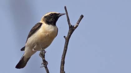Black-eared Wheatear