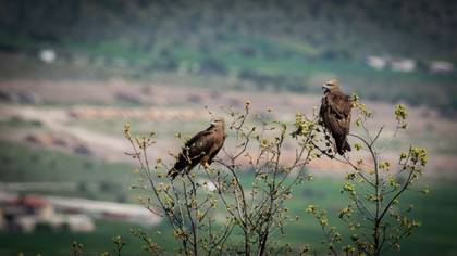 Black Kite