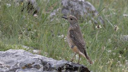Common Rock Thrush