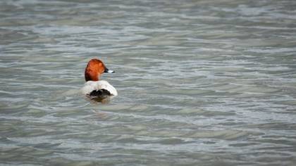 Common Pochard