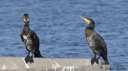 Great Cormorant