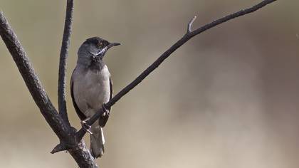 Rüppell`s Warbler