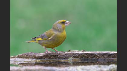 European Greenfinch