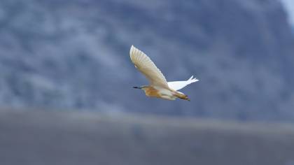 Squacco Heron