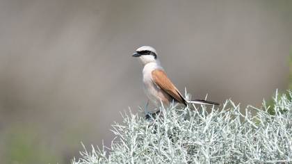 Red-backed Shrike