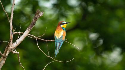 European Bee-eater