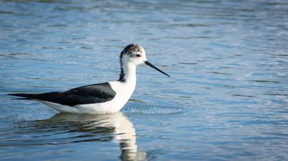 Black-winged Stilt