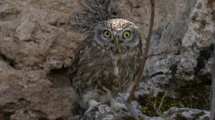 Little Owl
