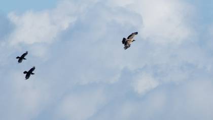 Eastern Imperial Eagle