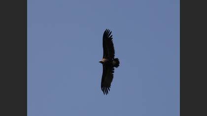 Cinereous Vulture