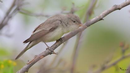 Olive-tree Warbler