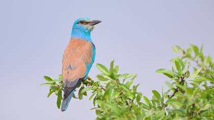 European Roller