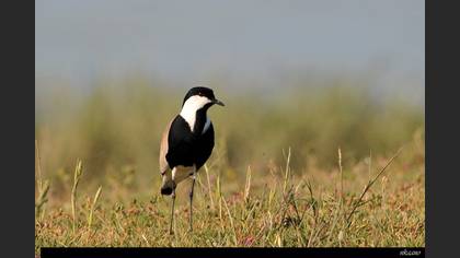 Spur-winged Lapwing