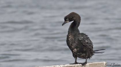 Pygmy Cormorant