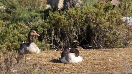 Greylag Goose