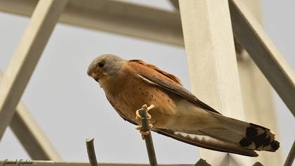 Lesser Kestrel