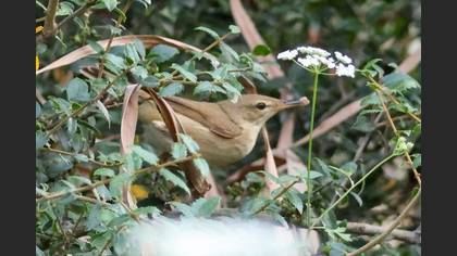 Marsh Warbler