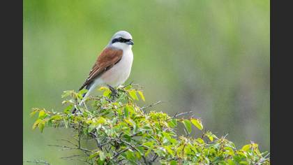 Red-backed Shrike