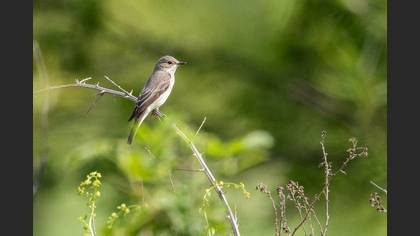 Spotted Flycatcher