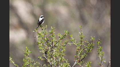 Black-eared Wheatear
