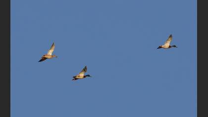 Mallard