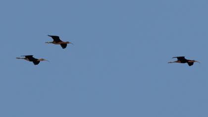 Glossy Ibis