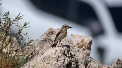 Black-eared Wheatear