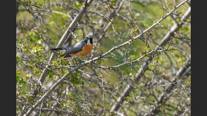 White-throated Robin