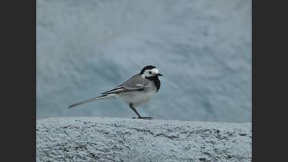 White Wagtail