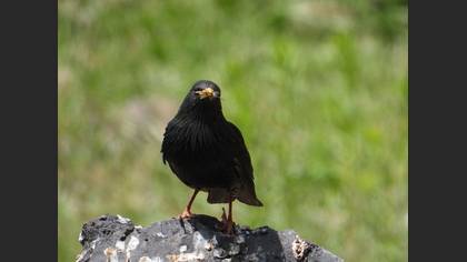 Common Starling
