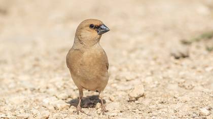 Desert Finch