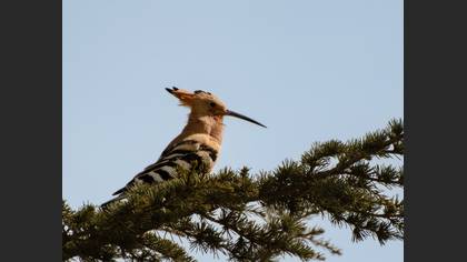 Common Hoopoe