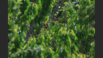Eurasian Golden Oriole