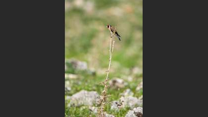 European Goldfinch