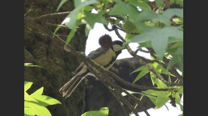 Great Tit