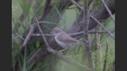 Common Whitethroat