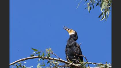 Great Cormorant