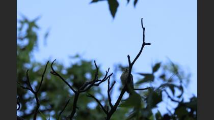 Eurasian Blue Tit