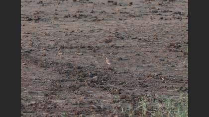 Little Ringed Plover
