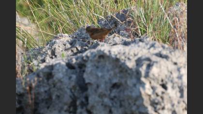 Ortolan Bunting