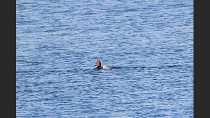 Common Pochard