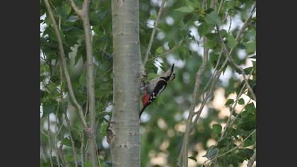 Syrian Woodpecker