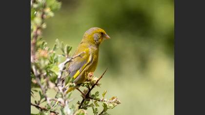 European Greenfinch