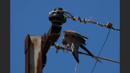Lesser Kestrel