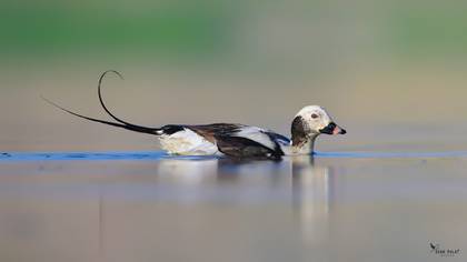 Long-tailed Duck