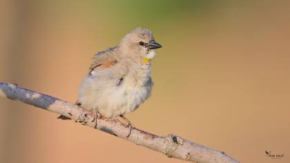 Yellow-throated Sparrow
